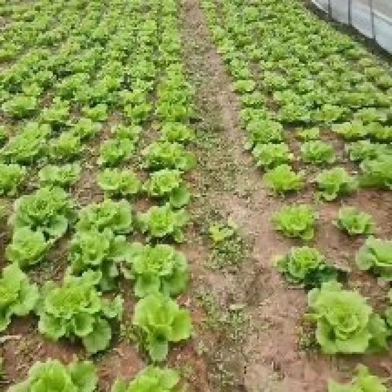 生菜