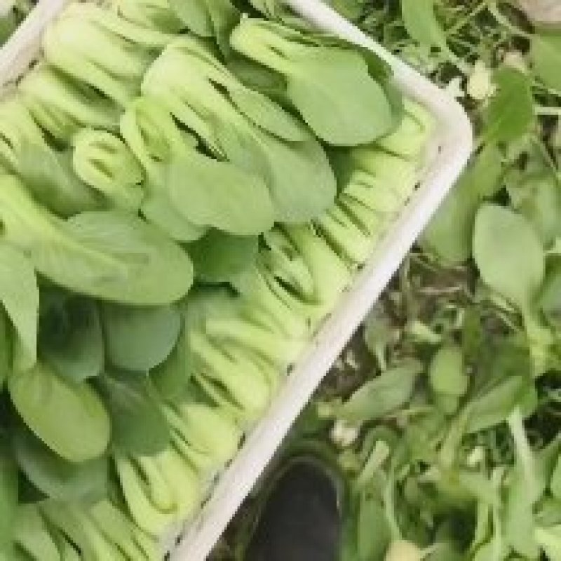 上海青