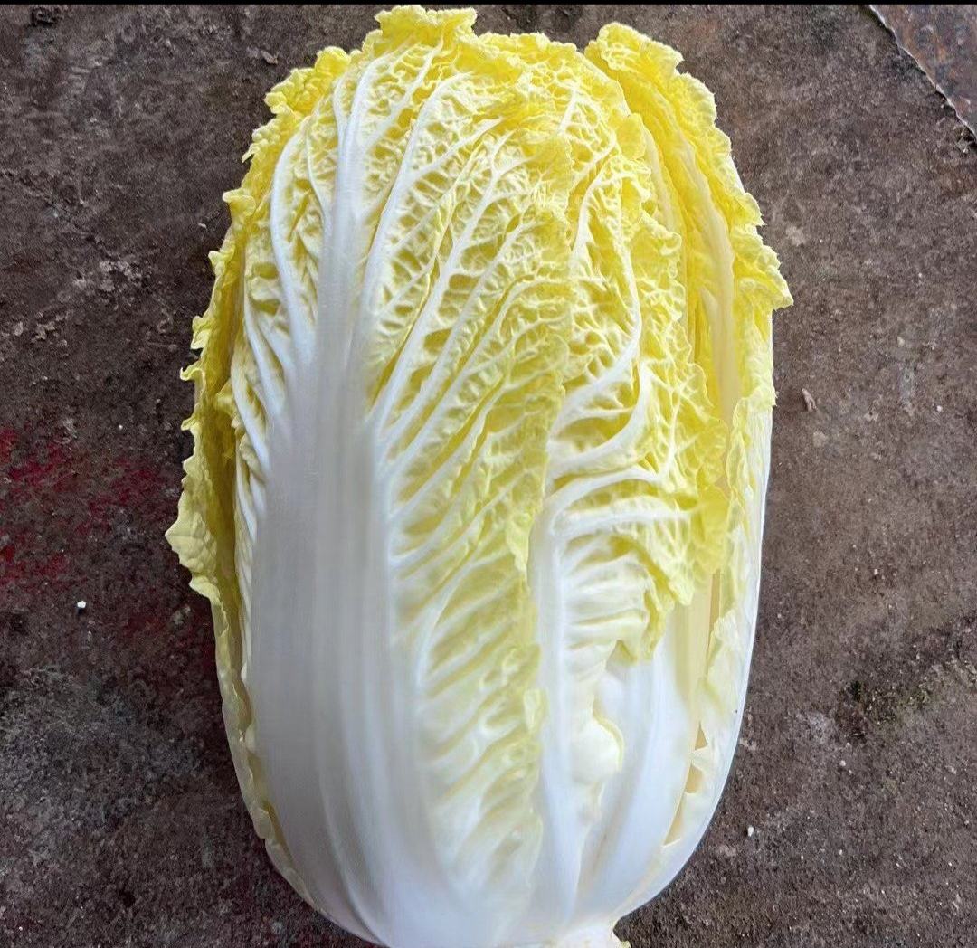 娃娃菜横切面显微结构对比图：左侧为娃娃菜幼嫩叶柄，维管束稀疏、薄壁细胞饱满；右侧为普通大白菜叶柄，维管束密集、厚壁细胞明显增多