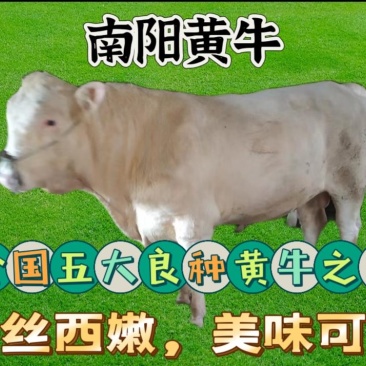 全牛，南阳黄牛，牛肉