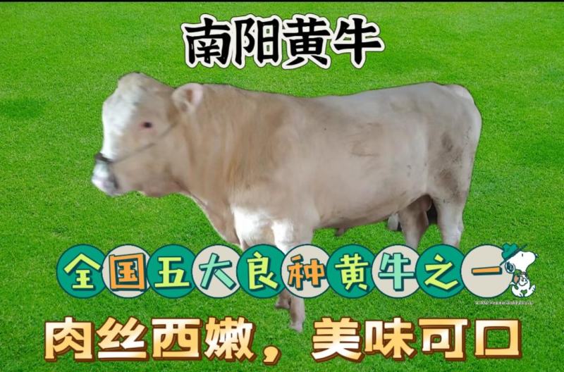 全牛，南阳黄牛，牛肉