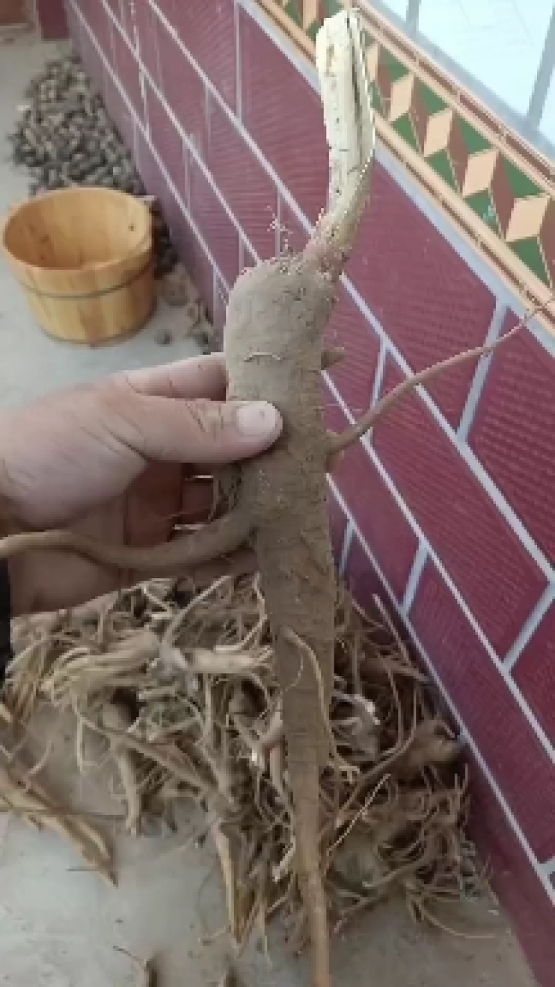 中药草，商陆药草根，大量有货。