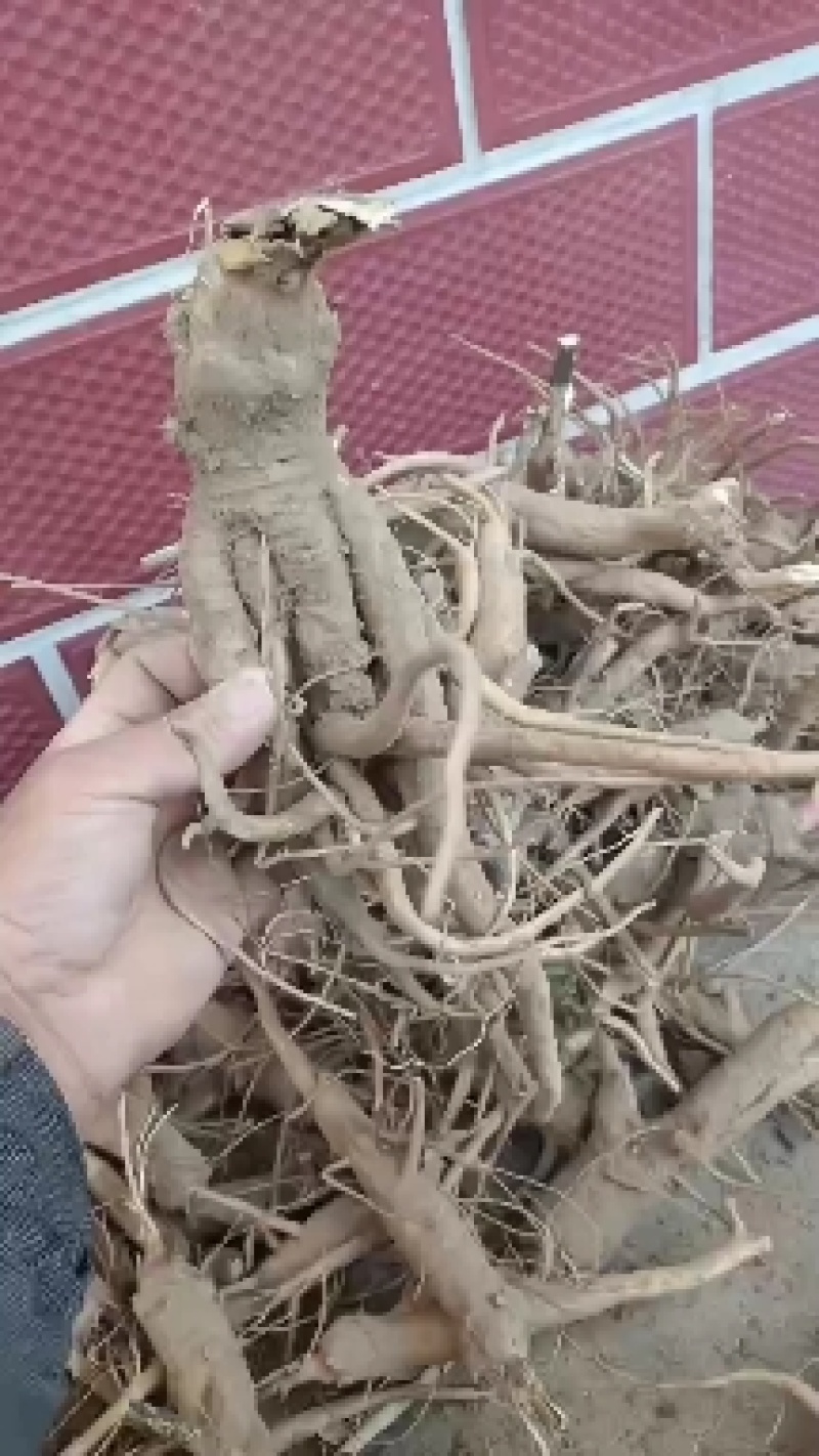 中药草，商陆药草根，大量有货。