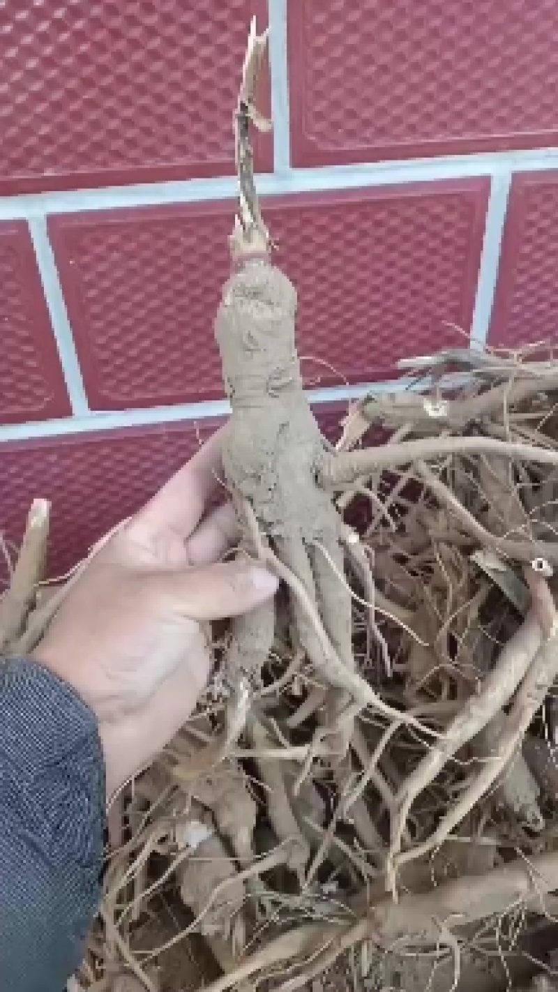 中药草，商陆药草根，大量有货。