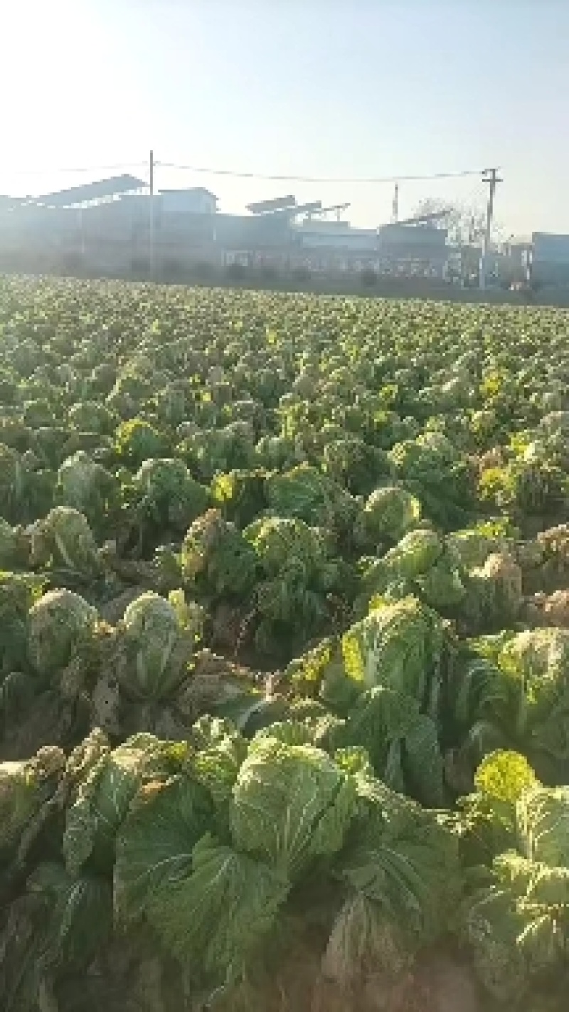 春白菜大量上市了，视频看货并可代发到各大批发市场