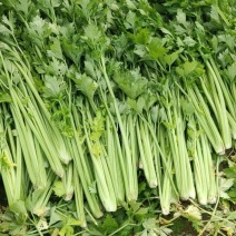 芹菜，精品芹菜，西芹，保质保量，货源充足，对接电商。市场