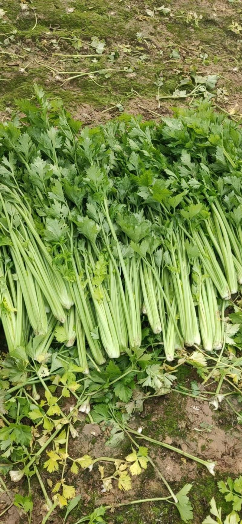 芹菜，精品芹菜，西芹，保质保量，货源充足，对接电商。市场
