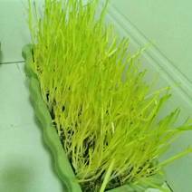 黄韭盆景产地直发，一手货源，自己种植，自己食用！安全健康！！