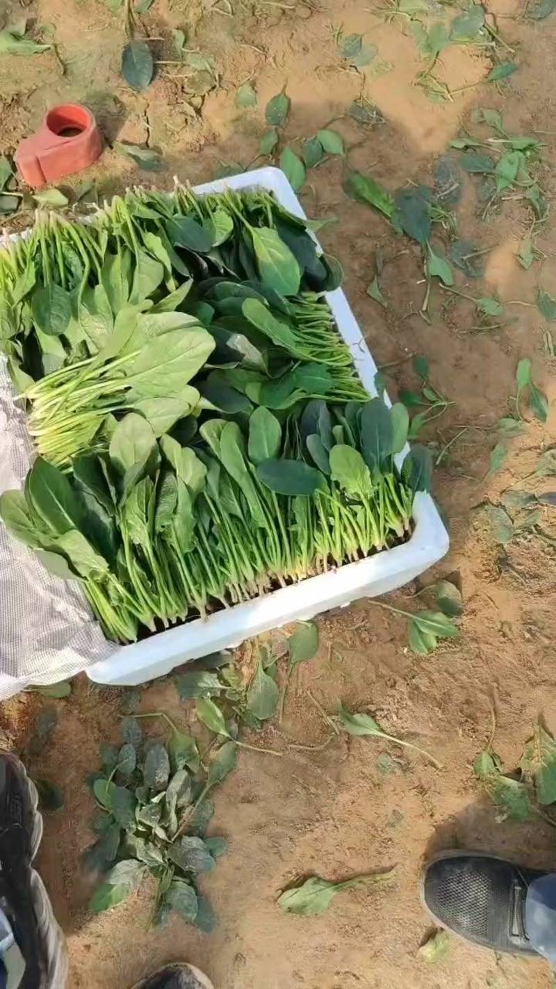 山东济宁金乡菠菜已大量上市价格不高支持电商平台市场