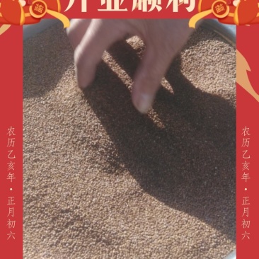 冰粉籽，精品一手货源，品质正宗，质量保证，牛商推荐对接全国