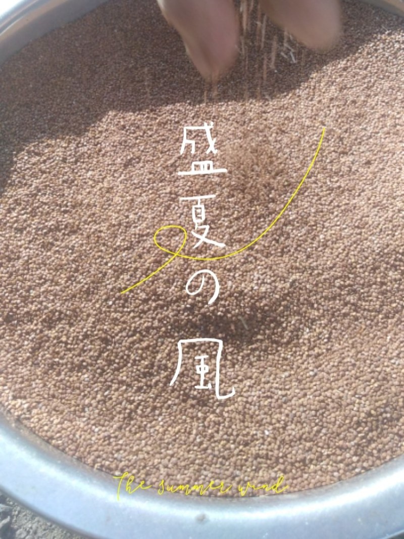 冰粉籽，精品一手货源，品质正宗，质量保证，牛商推荐对接全国