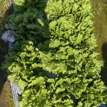 基地直供球生菜大量上市