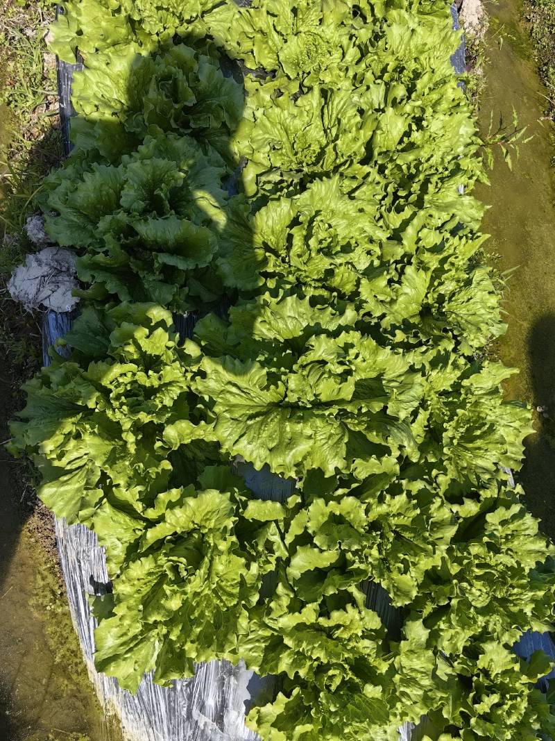 基地直供球生菜大量上市