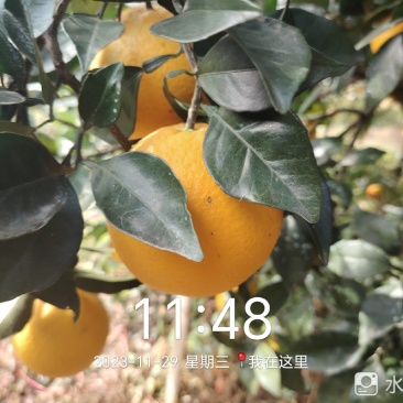 正宗赣南脐橙产地直发支持视频看货品质保证诚信经营