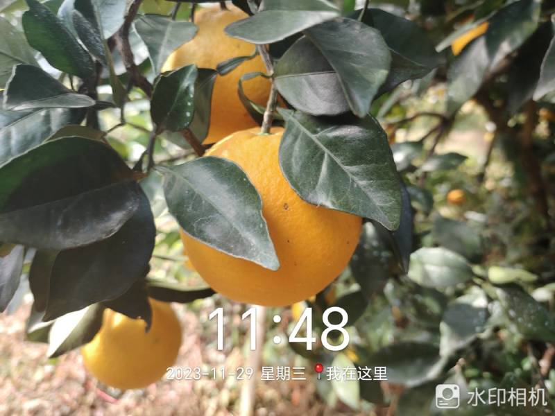 正宗赣南脐橙产地直发支持视频看货品质保证诚信经营