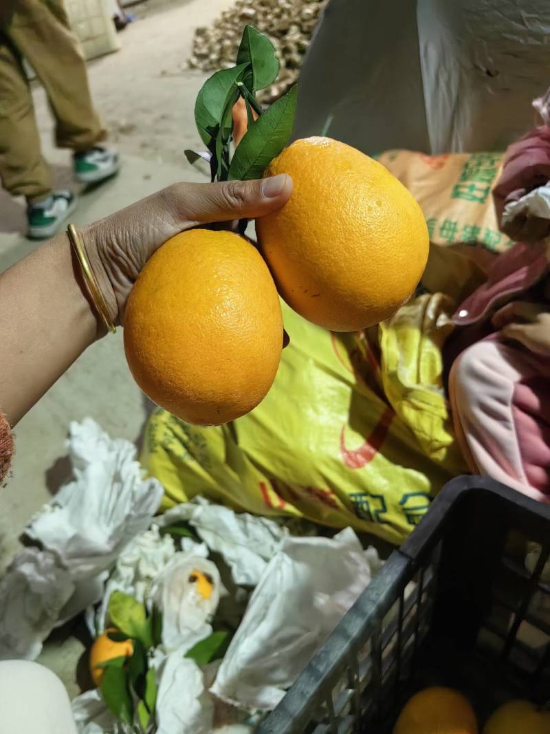 木瓜蜜丁纯甜橙子基地直供支持各种包装