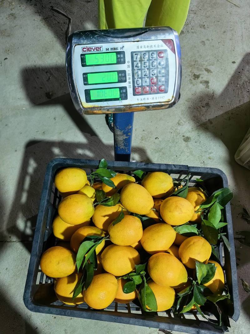 木瓜蜜丁纯甜橙子基地直供支持各种包装