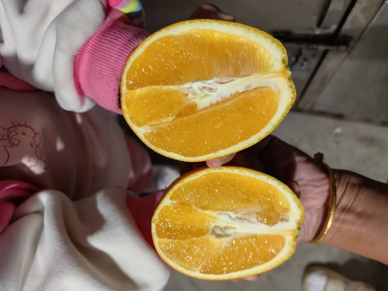 木瓜蜜丁纯甜橙子基地直供支持各种包装