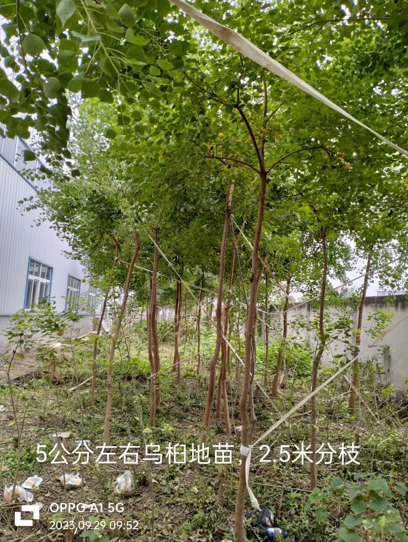 乌桕