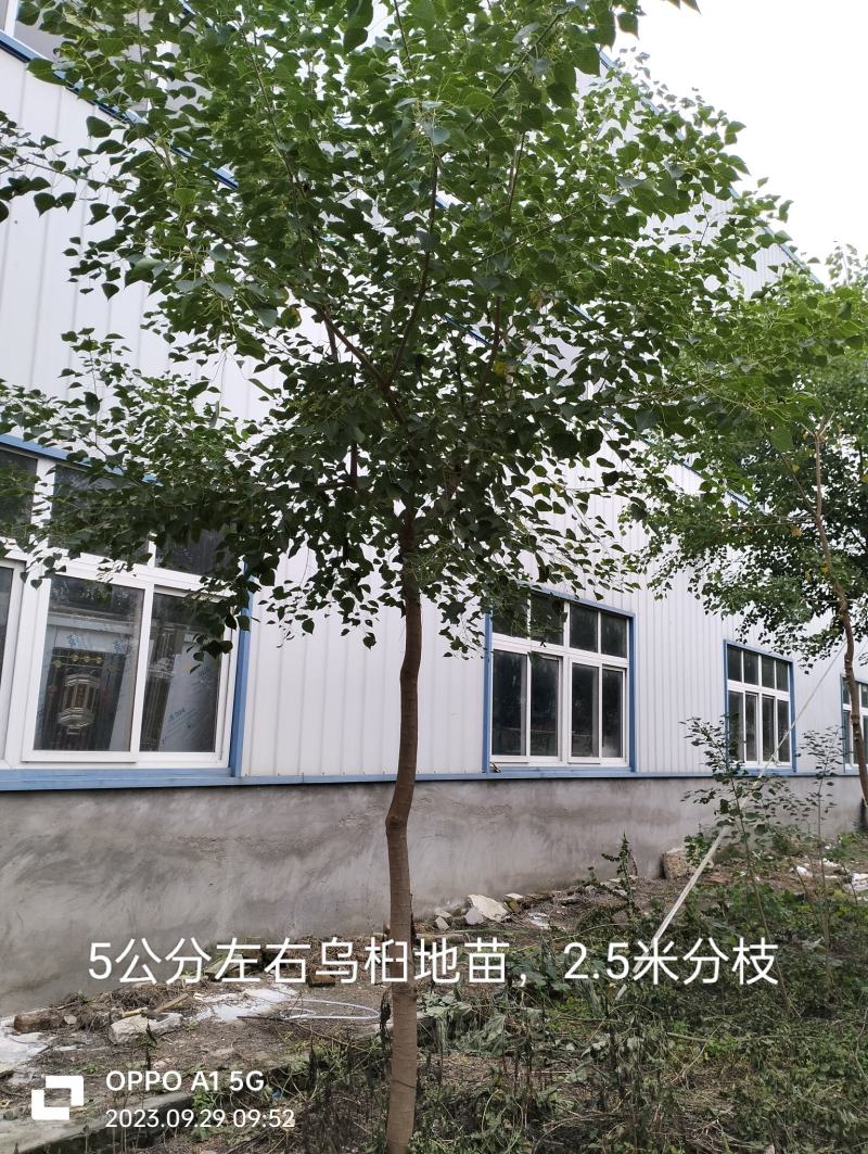 乌桕