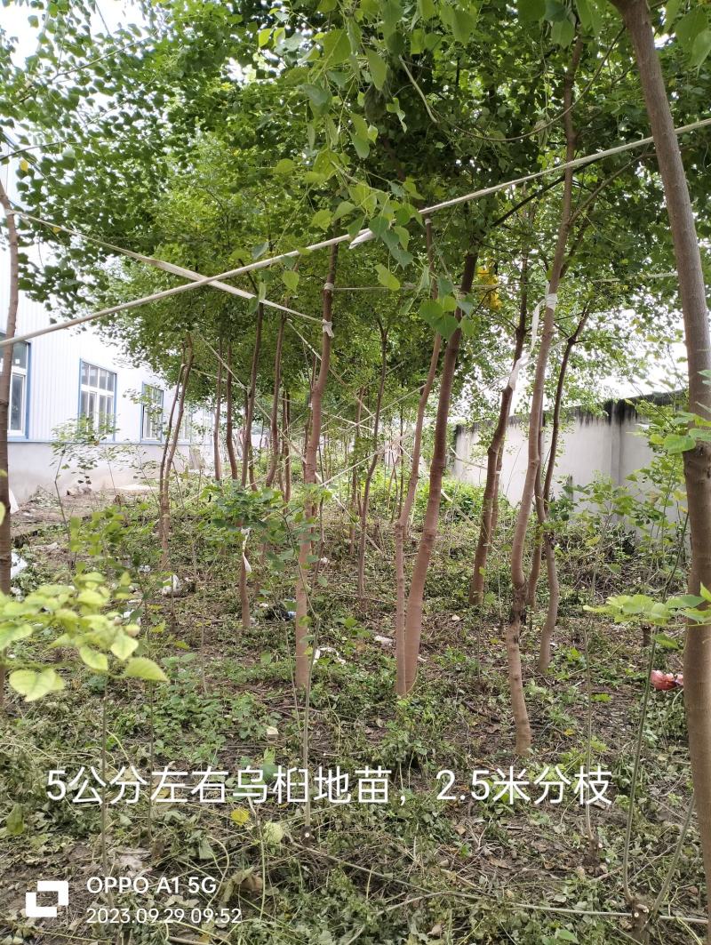 乌桕