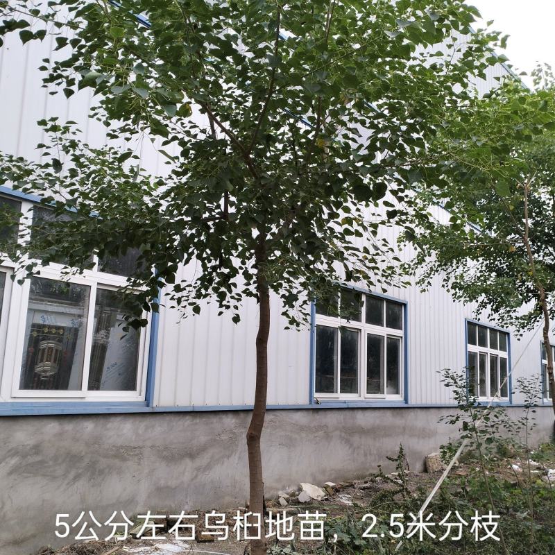 乌桕