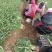 华卅区红根蒜苗十一月底陆续大量上市欢迎各地客商看货订购