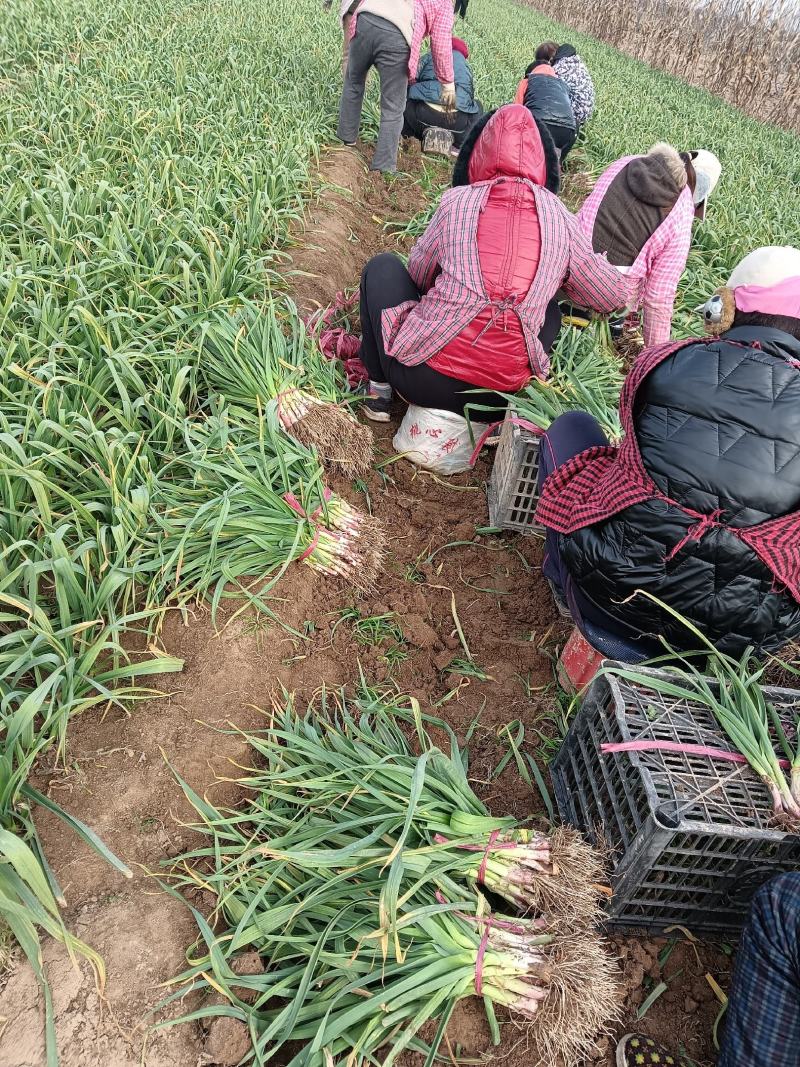 华卅区红根蒜苗十一月底陆续大量上市欢迎各地客商看货订购