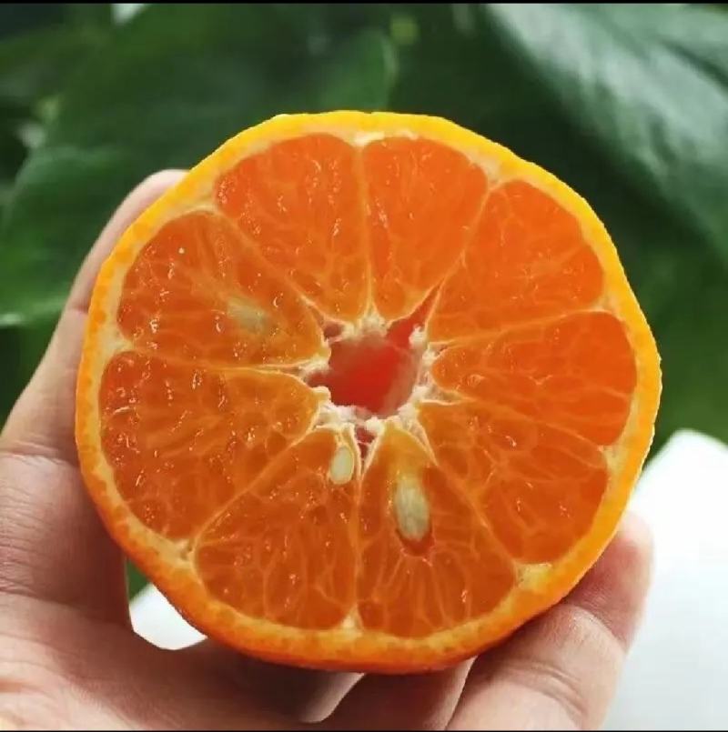 椪柑（芦柑）批发/味甜化渣/皮薄多汁/产地发货/一手货源