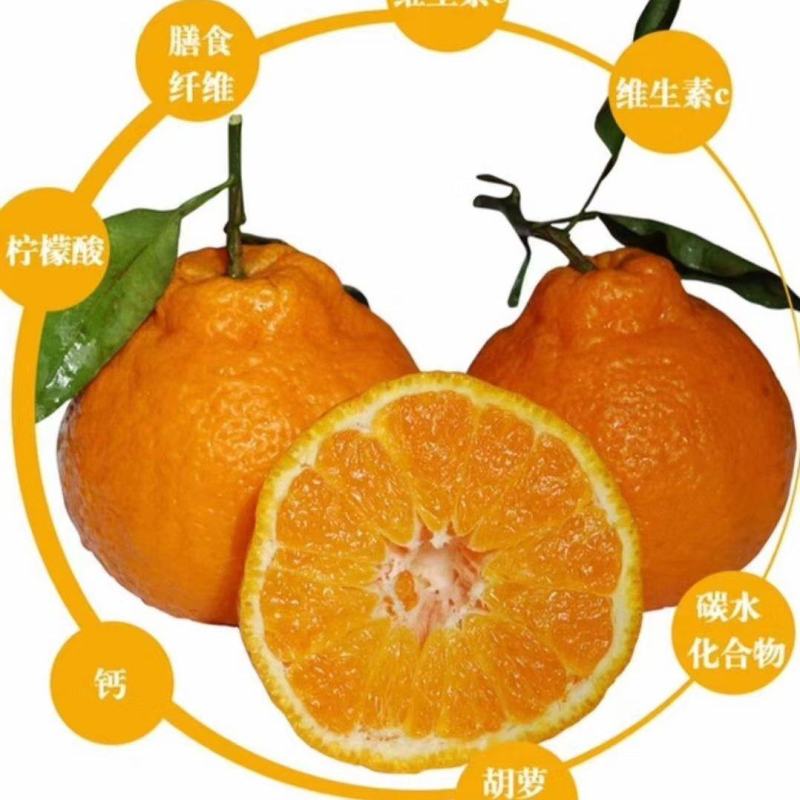 四川耙耙柑春见柑桔产地现摘现发上市欢迎老板咨询