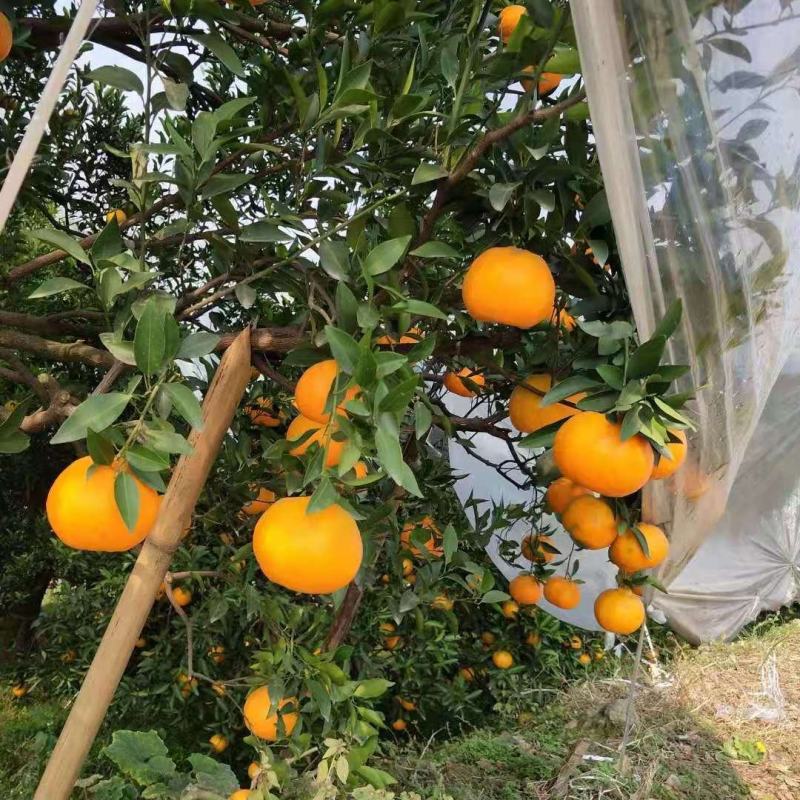 四川自贡现货椪柑露天果棚果上市现摘现发量大从优电联
