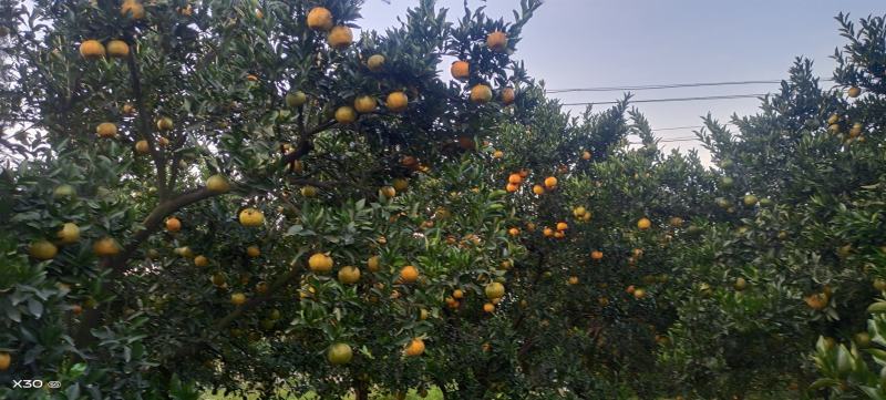 四川自贡现货椪柑露天果棚果上市现摘现发量大从优电联