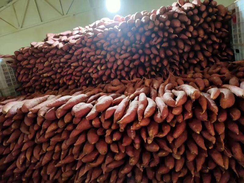 西瓜红红薯河北精品红薯产地直发诚信经营全国发货