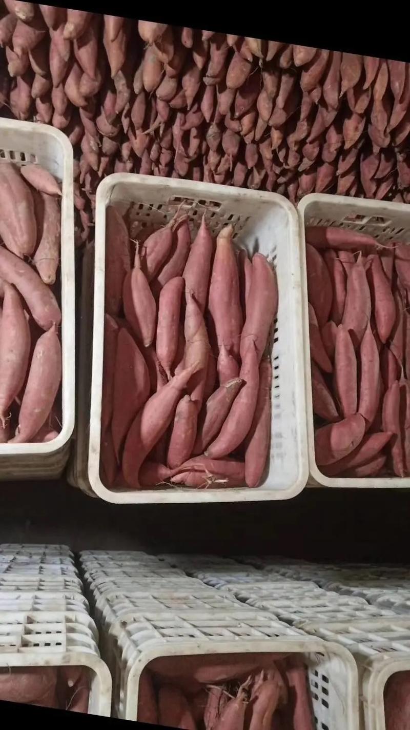 西瓜红红薯河北精品红薯产地直发诚信经营全国发货