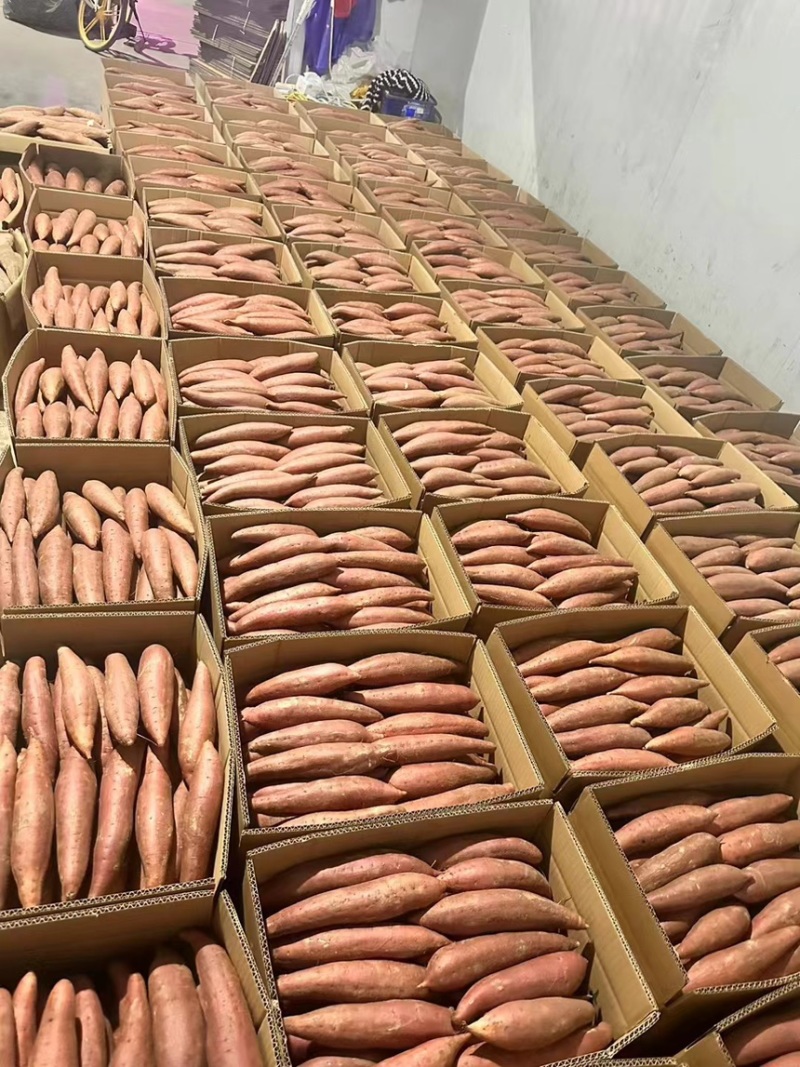 西瓜红红薯河北精品红薯产地直发诚信经营全国发货