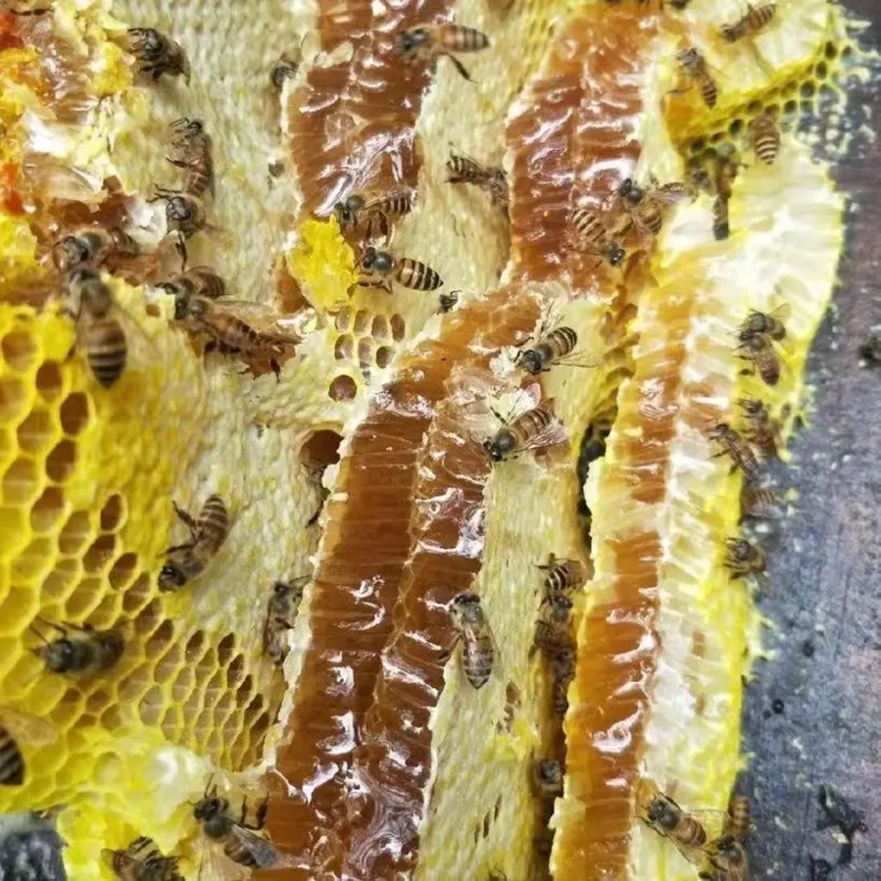 【天然】百花蜂蜜无任何添加江西产地一手货源直发量大价优