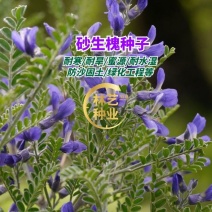 砂生槐种子耐寒耐旱蜜源植物四季播种园林绿化种防风固沙