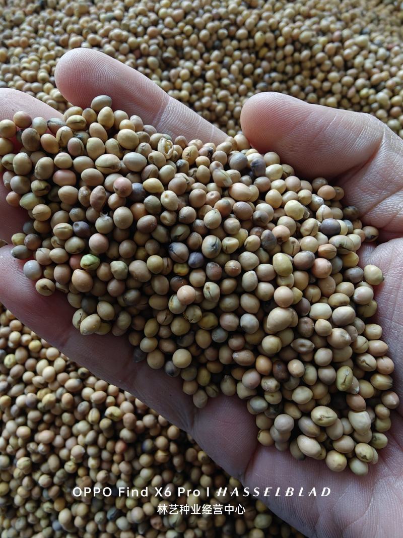砂生槐种子耐寒耐旱蜜源植物四季播种园林绿化种防风固沙