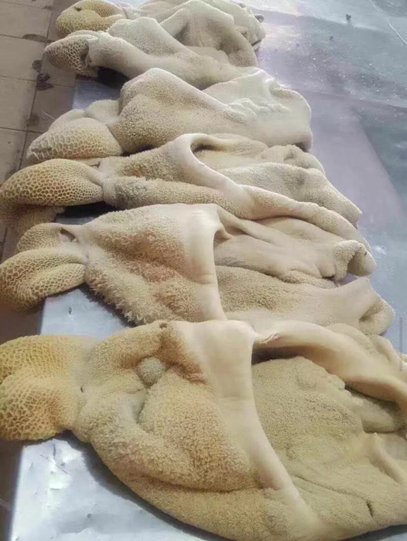 牛大肚牛整肚牛草肚整块个子水发货工厂直发火锅冒菜食堂批发