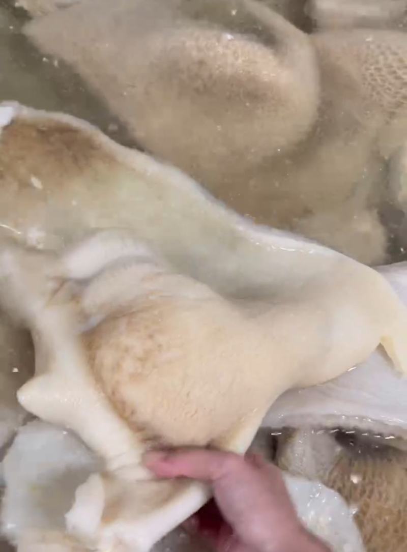 牛大肚牛整肚牛草肚整块个子水发货工厂直发火锅冒菜食堂批发