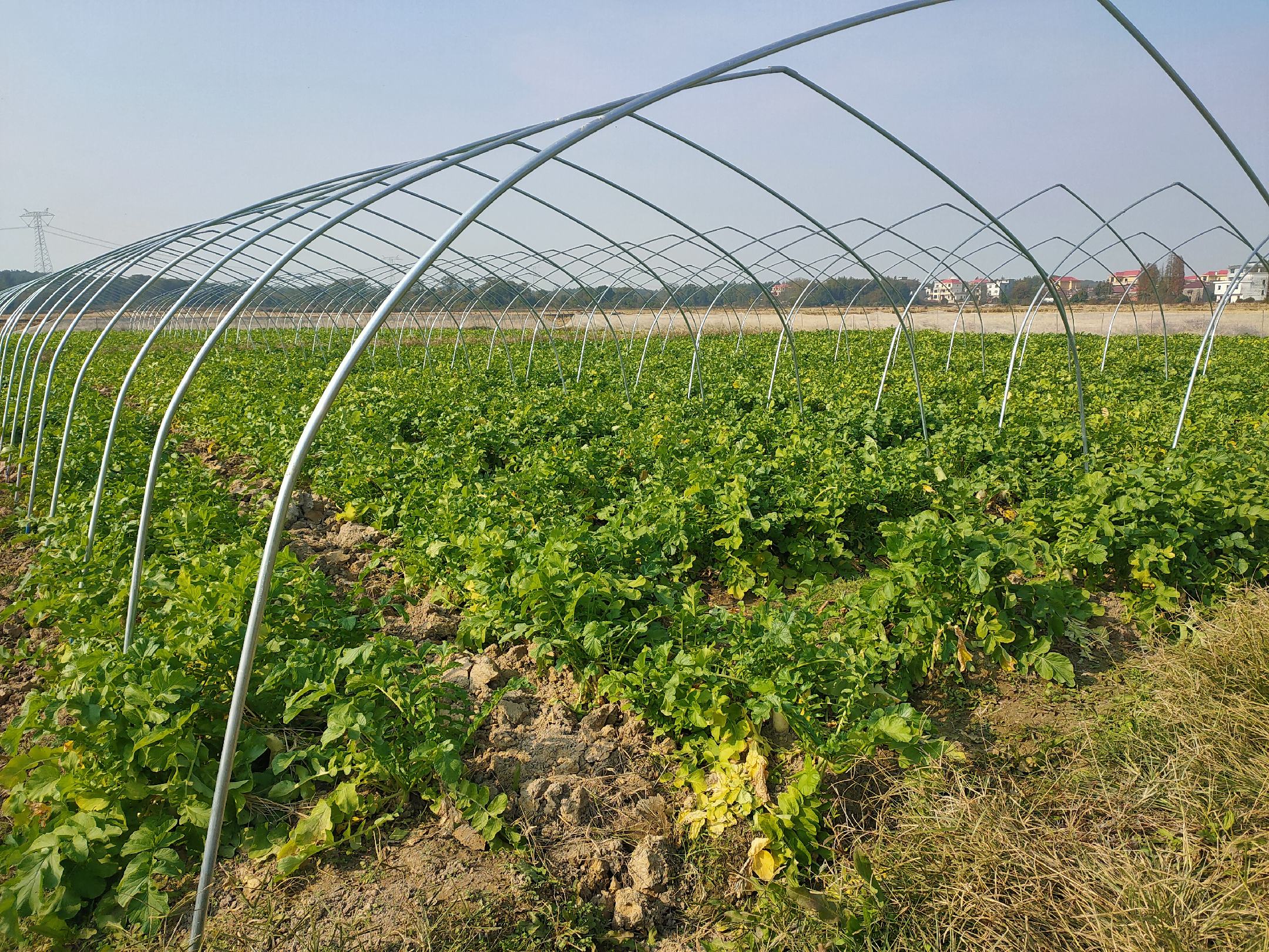 现代化萝卜种植基地航拍图