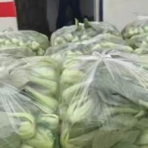 江苏淮安小白菜江苏白菜大量上市产地看货验货货真价实