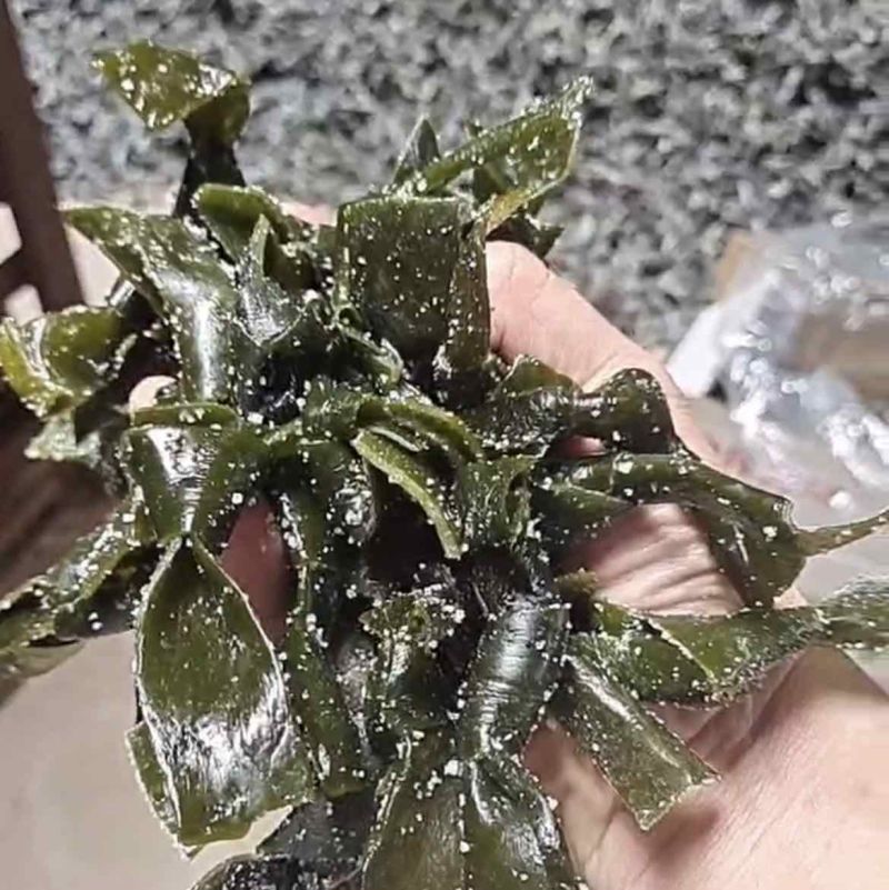 盐渍海带扣，诚信经营，咨询有惊喜，牛商店铺，透明交易