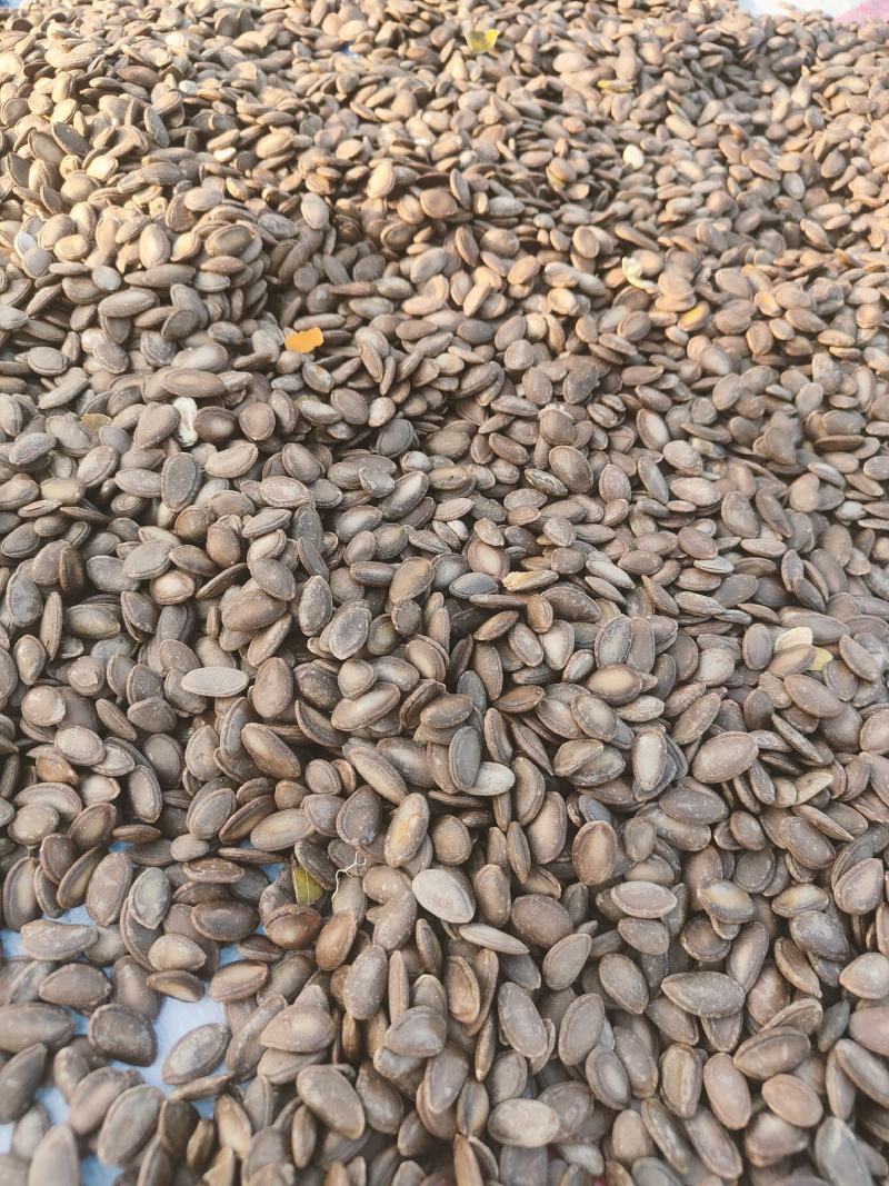瓜蒌籽