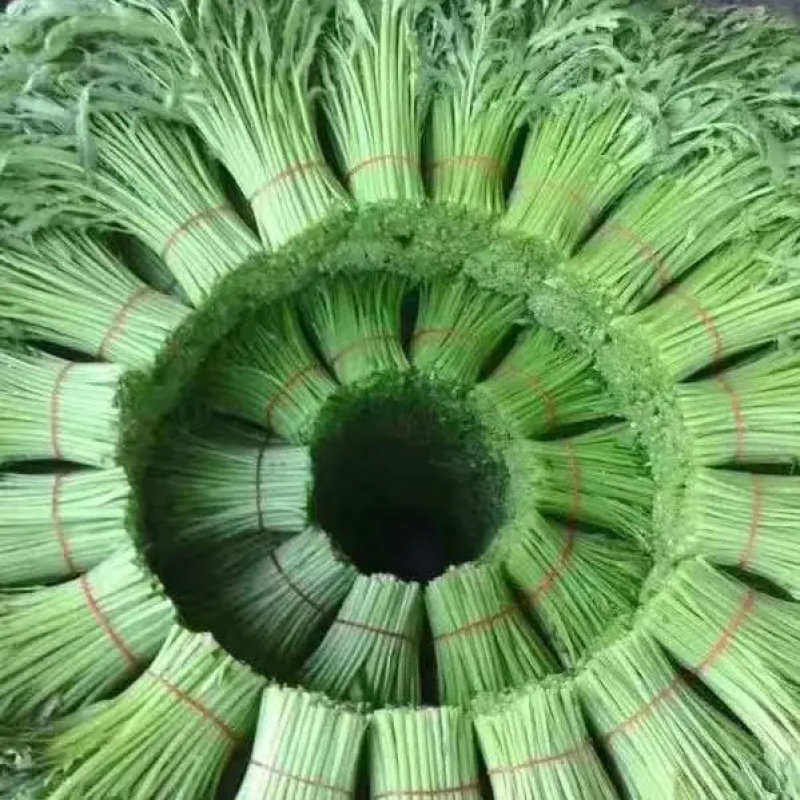 精品茼蒿菜淮安茼蒿小叶茼蒿大量供应一手货源对接商超市场