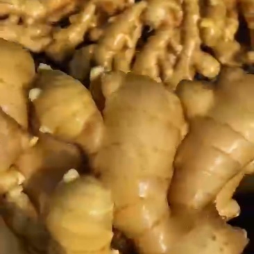 生姜