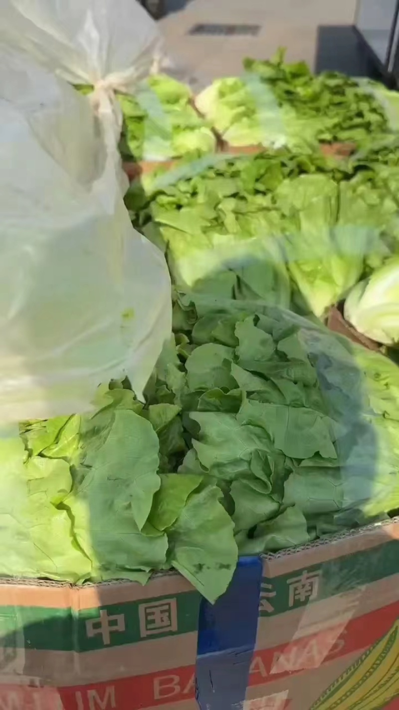 新藓蔬菜上海青小青菜油菜矮脚菜大量上市产地看货验货