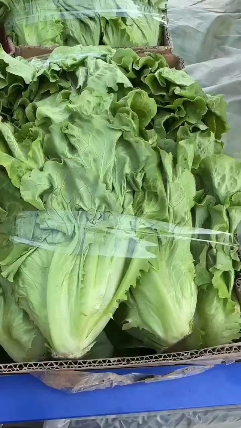 新藓蔬菜上海青小青菜油菜矮脚菜大量上市产地看货验货