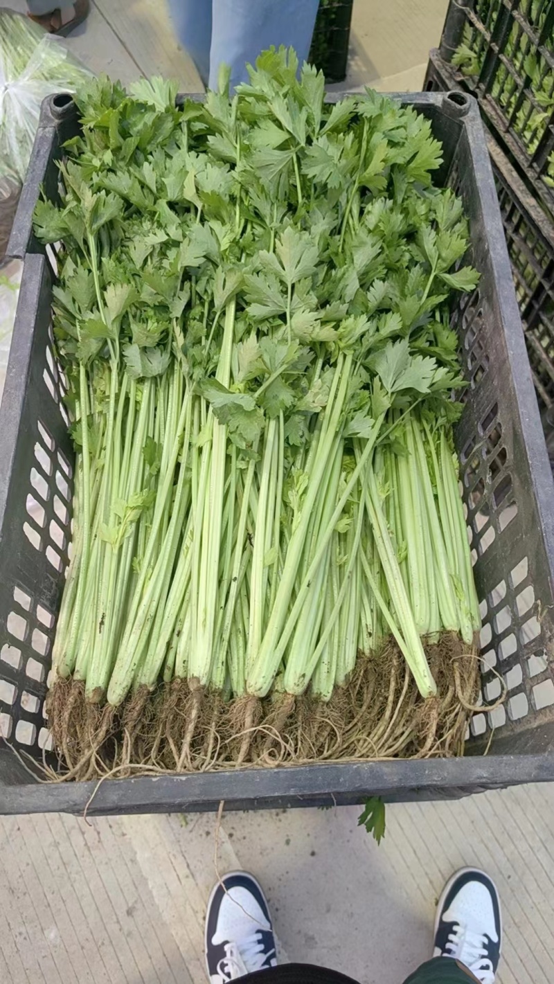 新藓蔬菜上海青小青菜油菜矮脚菜大量上市产地看货验货
