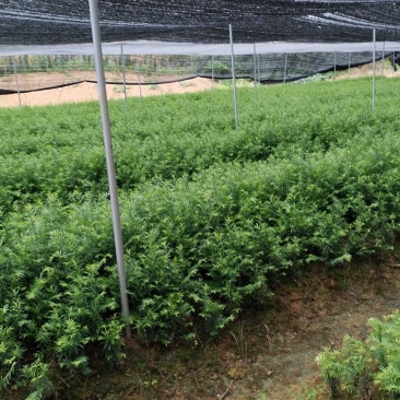 江西红豆杉苗货源充足规格齐全价格欢迎来电详谈可视频看货